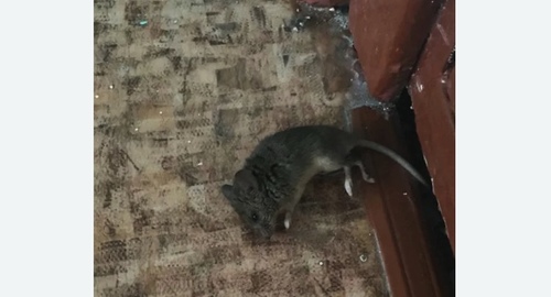 Дезинфекция от мышей в Вологде