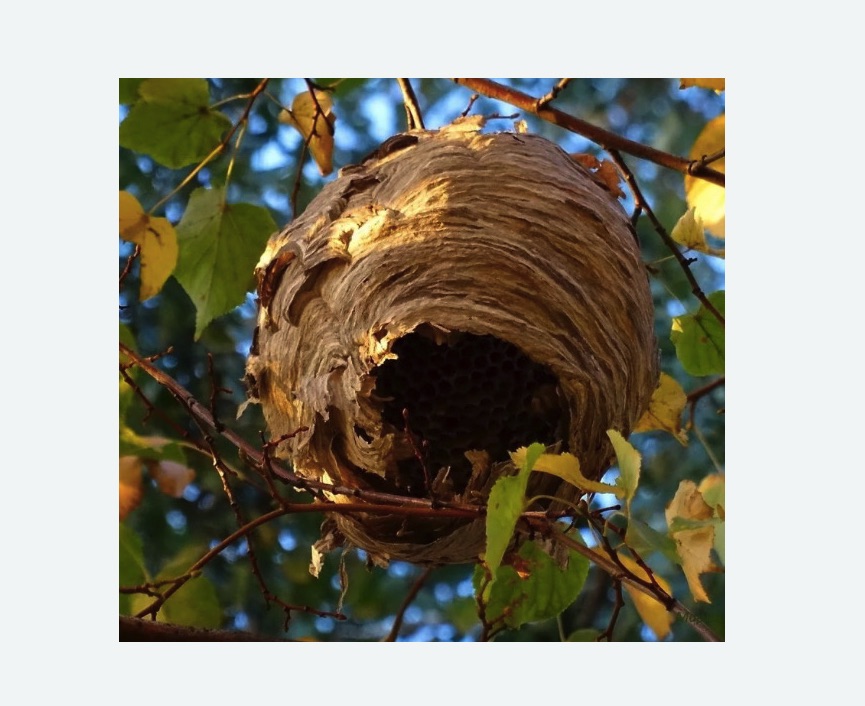 Обработка от шершней в Вологде