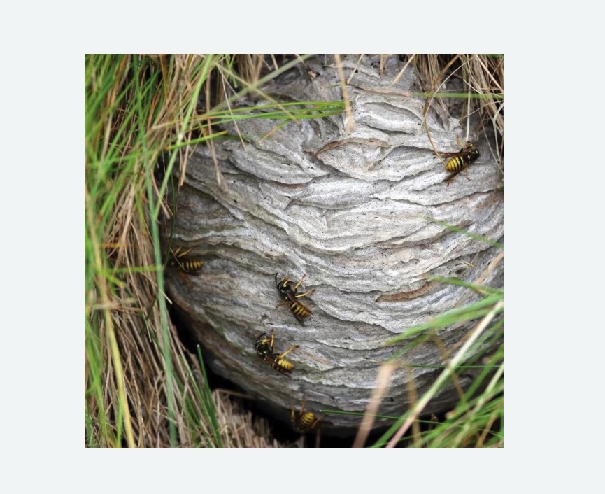 Уничтожение ос и ульев в Вологде